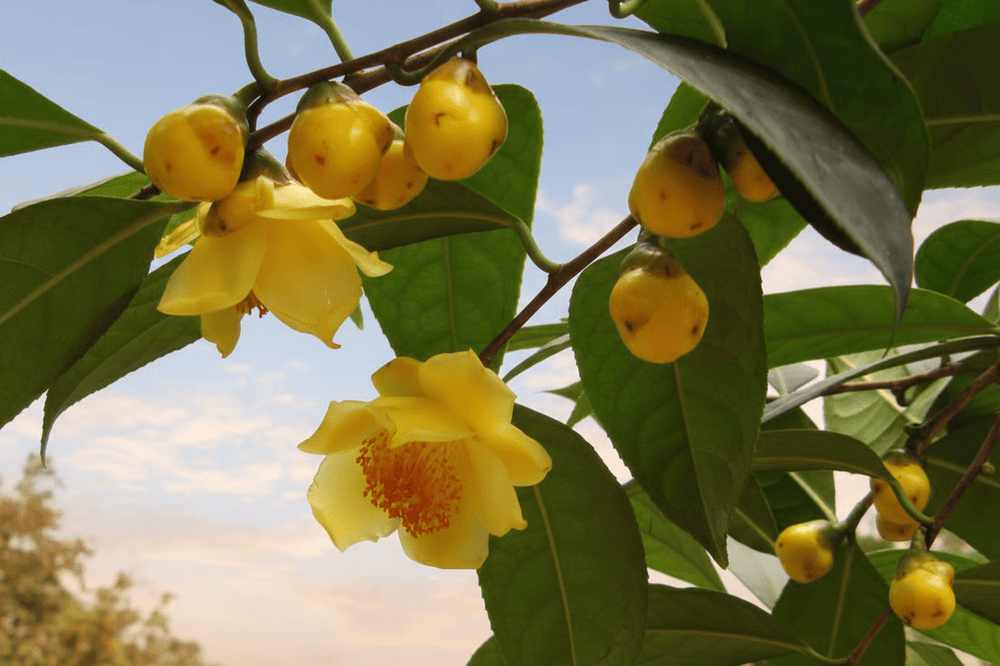 Trà hoa vàng Tam Đảo